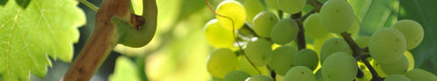 Domaine de Poulvarel