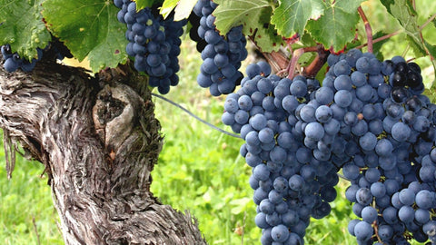Cabernet Franc