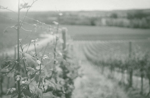 Sauvignon Blanc